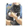 Cat + Crazy (Manga) Volume 03
